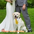thumbnail image 4 of Cuello de perro ajustable Collar de corbata Collar de perro con corbata Collares de perro formales de boda para perros Mascotas Zhivalor CPB-SSW540-4, 4 of 5