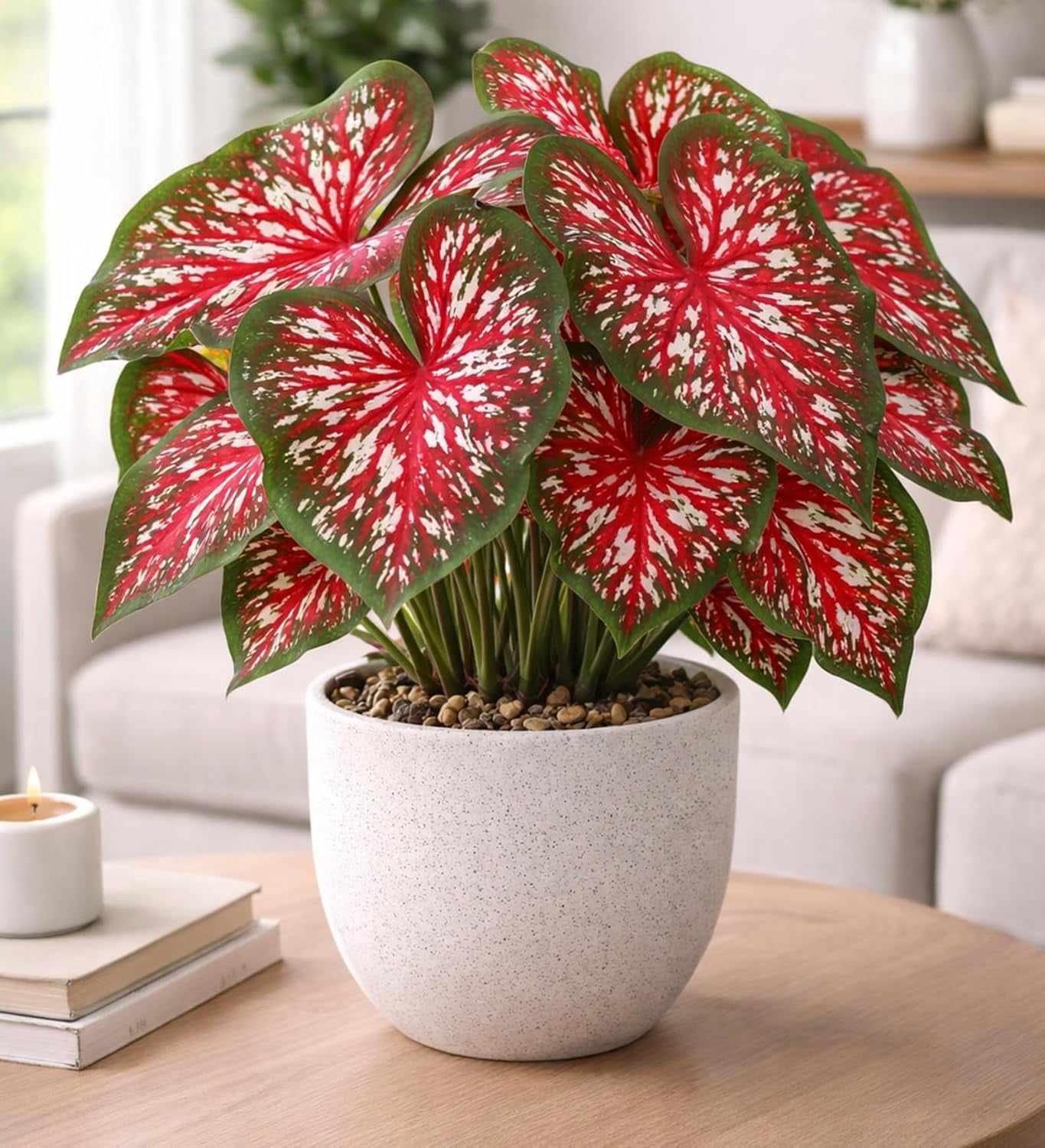 Van Zyverden Clematis Nelly Moser Set of 1 Plant Multicolor