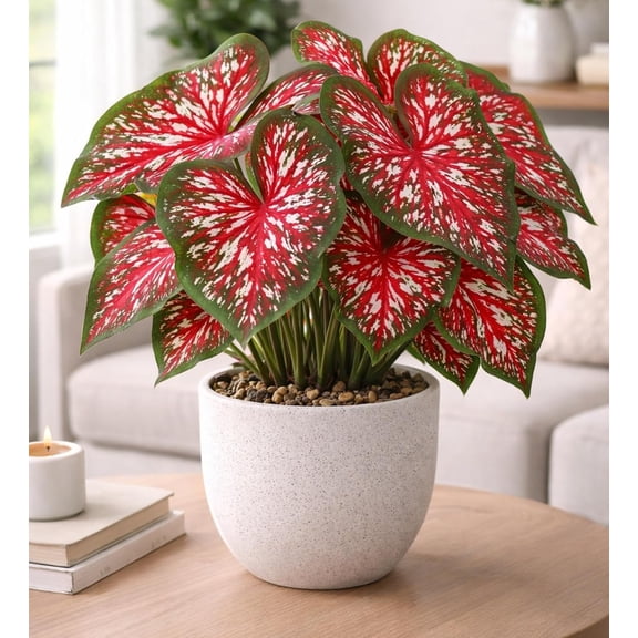 Indoor Carolyn Wharton Caladium Bulbs for Planting (4 Bulbs) - Easy to Grow Indoor Plant