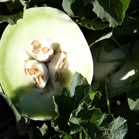 Honeydew Melon Garden Seeds - Green Flesh - 5 Lbs Bulk - Non-GMO, Heirloom Vegetable Gardening Seed - Honey Dew