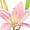 Pink, variant on Member's Mark LA Hybrid Lilies, choose color and stem count