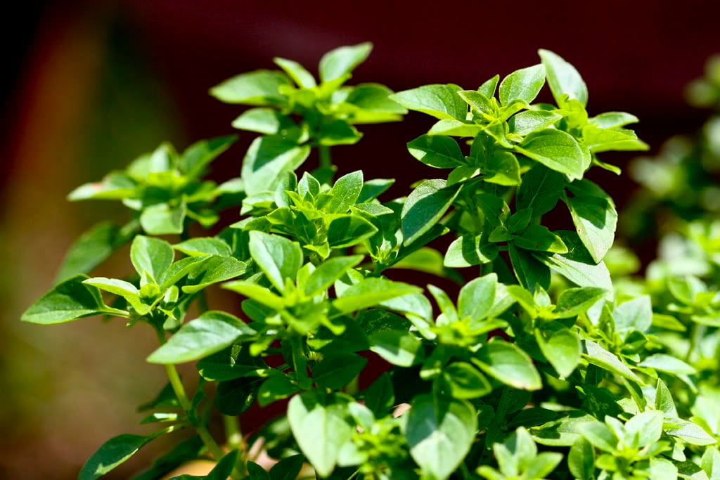 200 SPICY GLOBE BASIL Ocimum Basilicum Herb Flower Seeds
