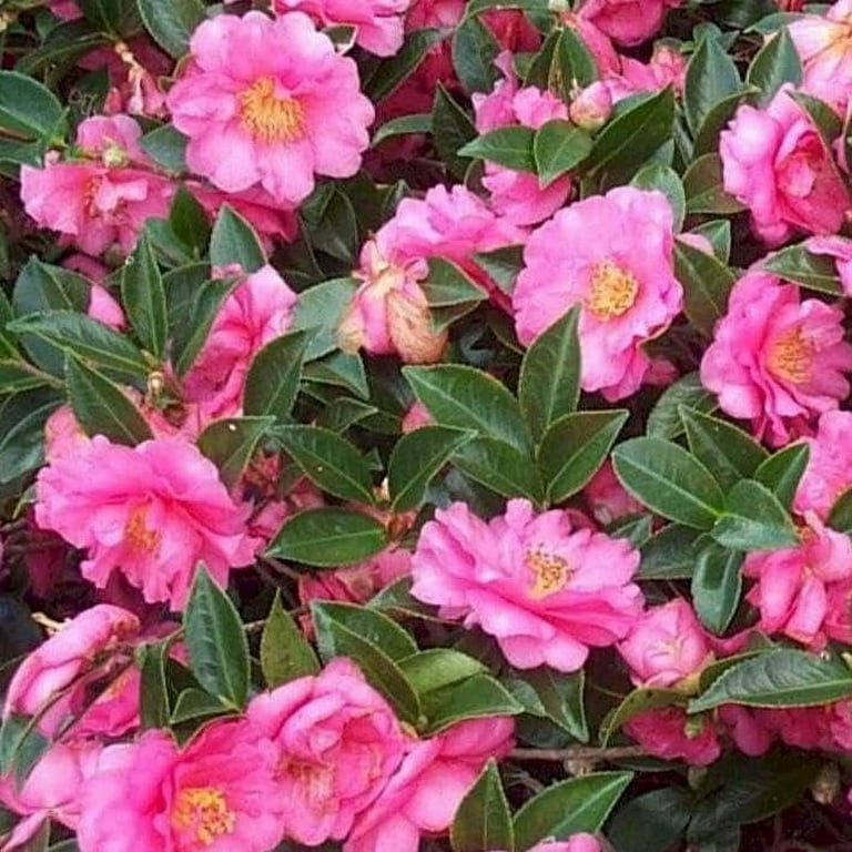 Florida Foliage Camellia Sasanqua Shi-Shi, 2 Extra Large 3