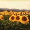 thumbnail image 2 of Melious, Amy 26x26 Gold Ornate Wood Framed with Double Matting Museum Art Print Titled - Tuscan Sunflowers, 2 of 4