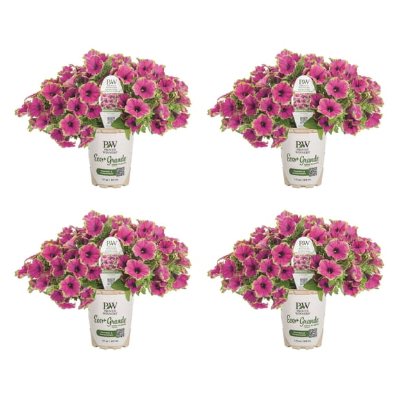 Proven Winners 4" Supertunia Picasso in Purple Petunia Live Plant in 4.25" Pot (4 Count)