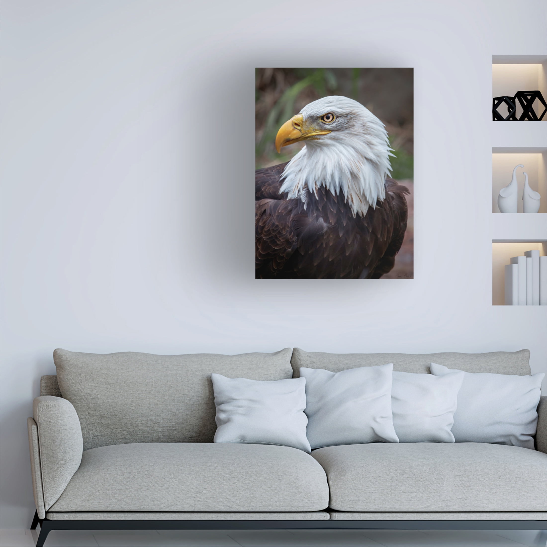 Trademark Fine Art David Drost  Adult Bald Eagle Canvas Wall Art