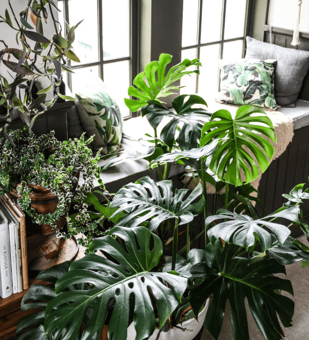 Monstera Deliciosa Live Plant, Live Monstera Plant, Monstera Live Plant, Live Monstera Plant Indoor, Philodendron Monstera Tree 4 to 6 Inch Tall