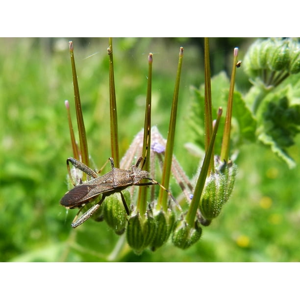 Framed Art for Your Wall Bug Antennas Insect Hemptero 10x13 Frame