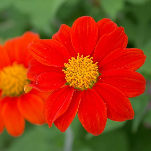 Tithonia Goldfinger 1 Grams Seeds – Mexican Sunflower – Blood Orange Blooms – 3–4" Flowers – Drought Tolerant Annual – Full Sun – Easy to Grow – 90–95 Days – Cut Flower Garden Favorite