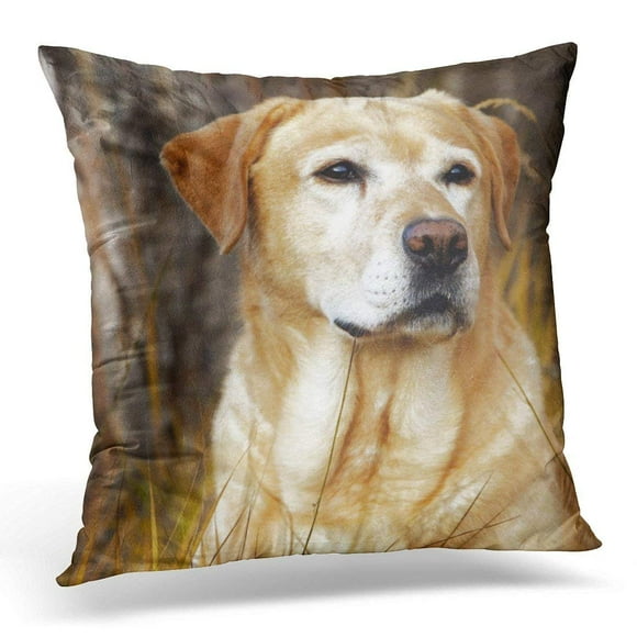 BSDHOME Dogs Yellow Lab in Chocolate Pillowcase Cover 20x20 inch