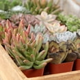 thumbnail image 4 of Element by Altman Plants Multicolor Succulent, Live Indoor House Plants with Grower Pots, 2 inch, Pack of 64, 4 of 11