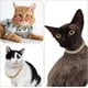 thumbnail image 5 of Collar Para Perro, Gato, Cadena Cubana, Con Diamantes, Caden, 5 of 8