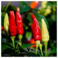 thumbnail image 3 of Everwilde Farms - 25 Tabasco Hot Pepper Seeds - Gold Vault Seed Packet, 3 of 5