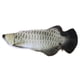 thumbnail image 1 of Eléctrico Divertidos juguetes eléctricos para mascotas Simulación 3D Pescado Carga USB Gato Jugando Juguete (D) Tmvgtek Ofspeizc, 1 of 5