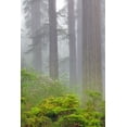 thumbnail image 2 of Jones, Adam 17x24 Black Ornate Wood Framed with Double Matting Museum Art Print Titled - Redwood trees and Pacific Rhododendron in fog-Redwood National Park-California, 2 of 4