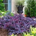 thumbnail image 5 of Southern Living Red Diamond Loropetalum Live Shrub in 2.5-Quart Grower Pot, 5 of 9