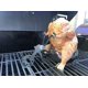 thumbnail image 5 of Nvzi Soporte para pollos en lata de cerveza Flaming Bike. Asador de pollos a la cerveza; Rejilla de acero inoxidable para asar pollos para barbacoa, parrilla y horno., 5 of 5