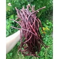 thumbnail image 5 of TomorrowSeeds - Red Noodle Yard Long Bean Seeds - 90+ Count - For 2025 Planting Pole Vegetable, 5 of 10