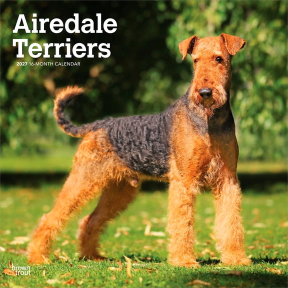 Airedale Terriers | 2027 12x24" (Hanging) Wall Calendar | Plastic-Free