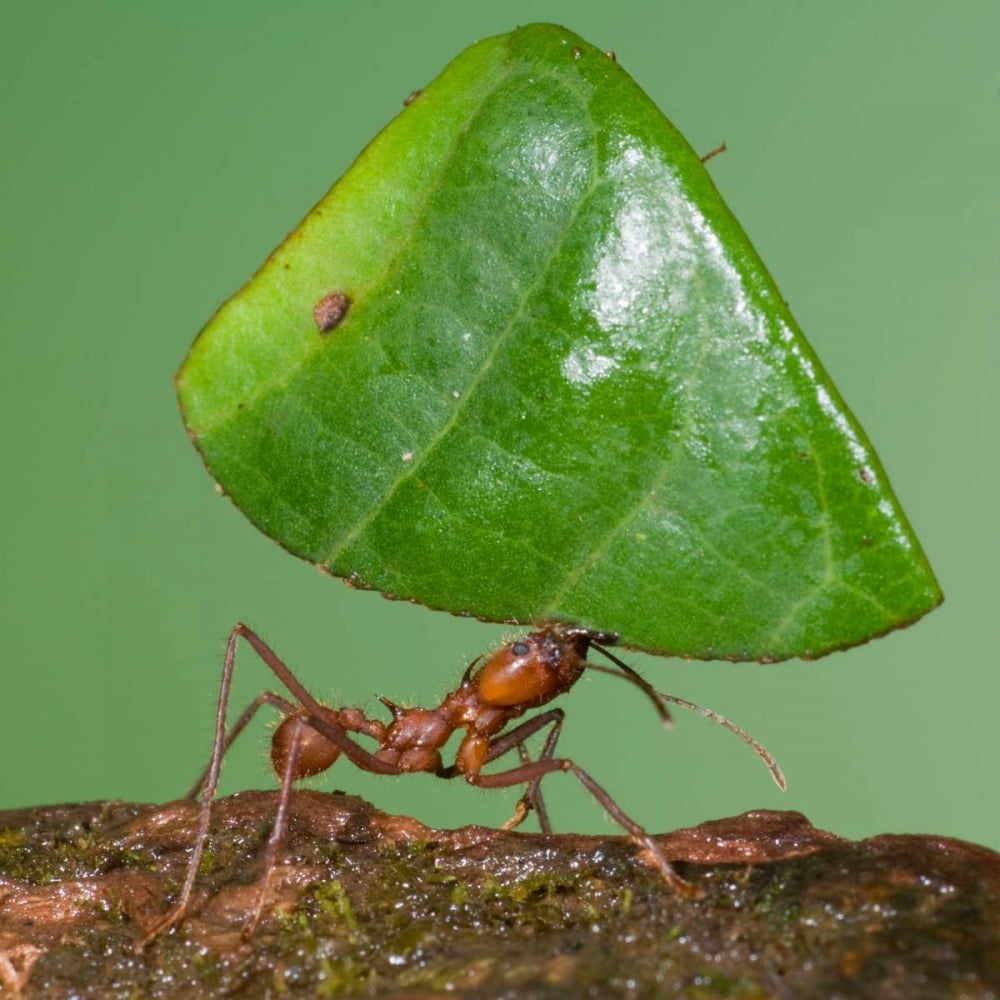 leafcutter-ant-carrying-leaf-costa-rica-poster-print-by-steve-gettle