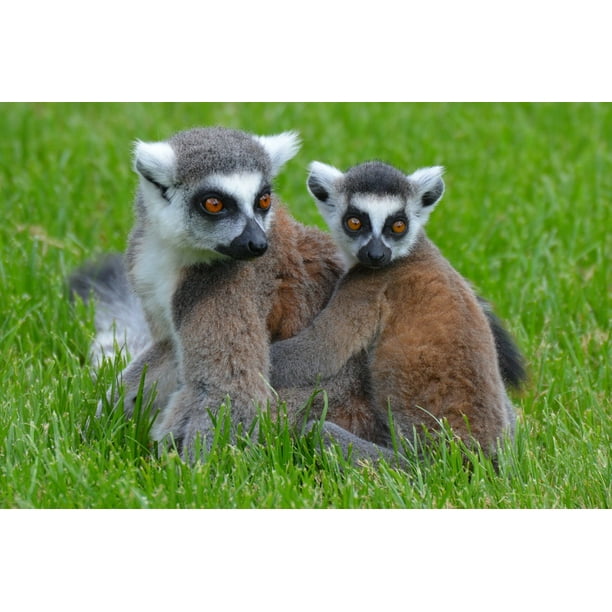 Maki Lemurs Mammal Nature Lemur Animal-20 Inch By 30 Inch Laminated Poster Bright Colors And Vivid Imagery-Fits Perfectly Many Attractive Frames - Walmart.com