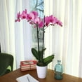 thumbnail image 4 of Just Add Ice 16-30" Watercolor Pink Premium Orchid Live Plant in 5" White Ceramic Pot, House Plant, 4 of 6