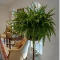 thumbnail image 4 of 2-Pack Of Live Boston Fern Tropical Plants 20-24 in Wide in 10in Hanging Basket by United Nursery, 4 of 11