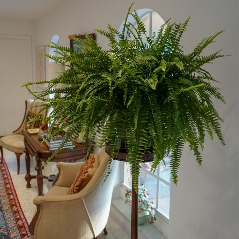 United Nursery 2-Pack Of Live Boston Fern Tropical Plants 24-28in Wide in 10in Hanging Basket