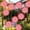 🌻 Pink#512, variant on Metal Daisy Wall Hanging Decoration Waterproof Rustproof Floral Art, Colorful 3D Iron Flower Decor for Fence Balcony Living Room Bedroom Patio Garden Courtyard