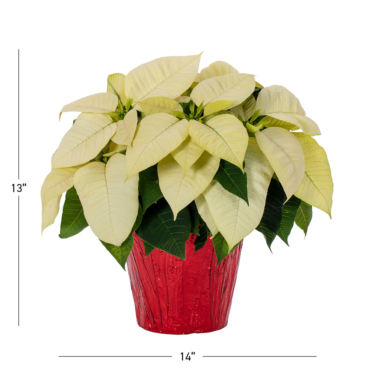 Holiday Time 1.5QT White Poinsettia Live Houseplant Red Foil Cover Indirect Sunlight 3 Pack