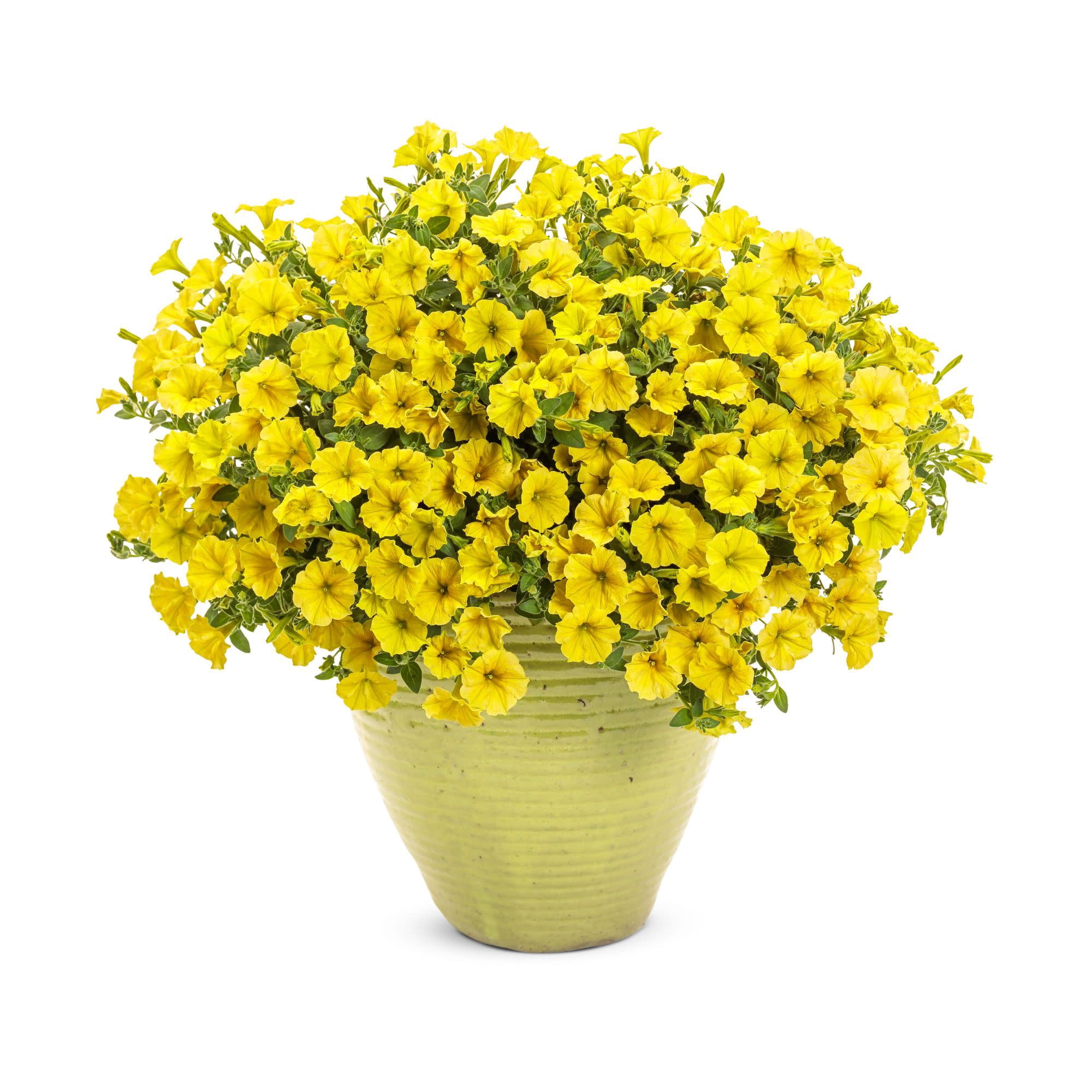 Proven Winners 4" Supertunia Mini Vista Yellow Petunia Live Plant in 4.25" Pot (4 Count)