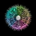 thumbnail image 3 of Frank, Assaf 15x15 Black Modern Framed Museum Art Print Titled - Dandelion Clock over black background, 3 of 5