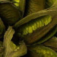 thumbnail image 3 of Vickerman 12-16" Basil Star Pod, Extra Large, 3 of 4