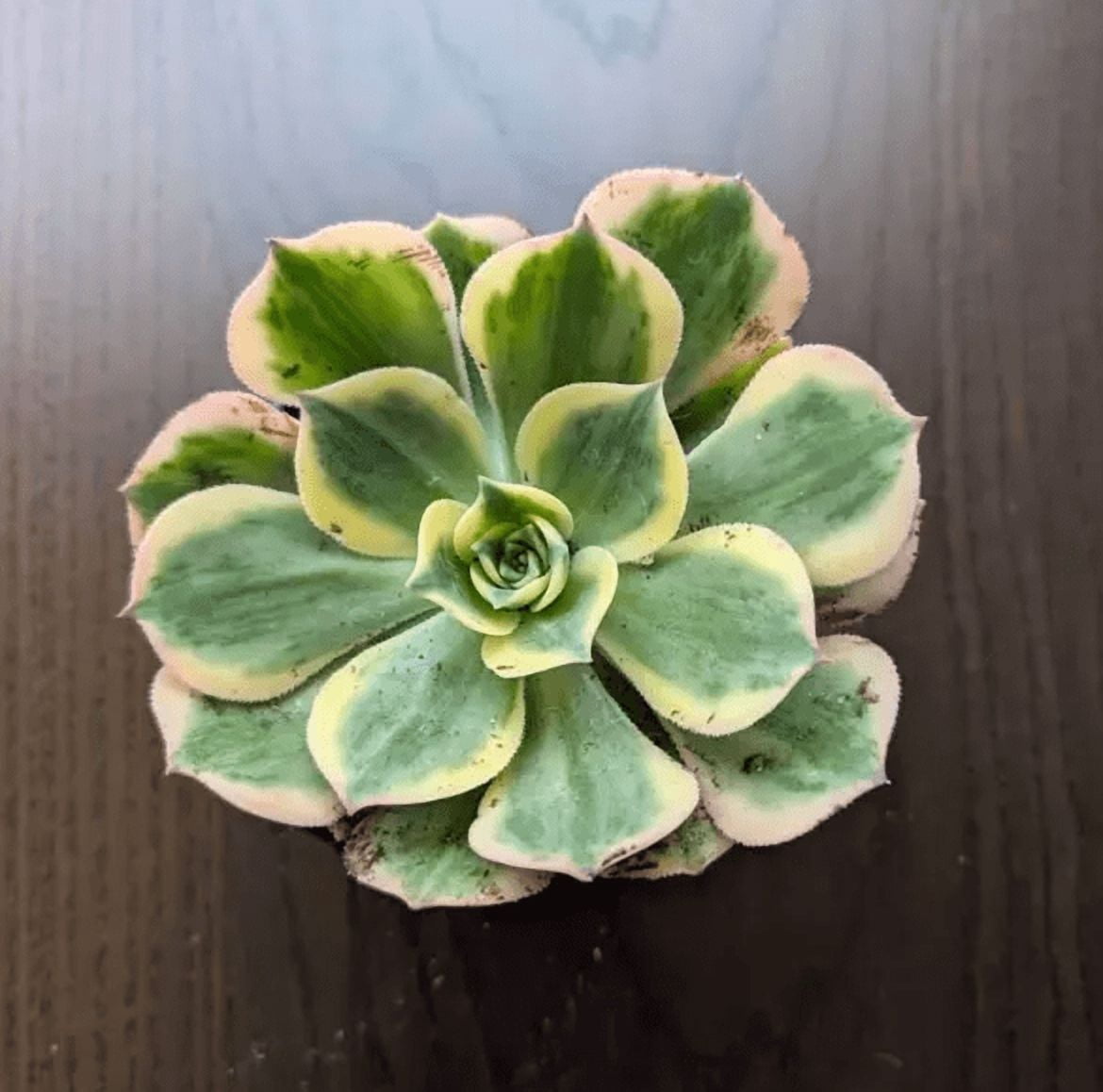 Aeonium Sunburst Plant Live for Planting - Copper Pinwheel Plant - Suburst Aeonium Plant - Variegated Aeonium Sunburst Plant - Pink Succulent Plant for Indoor Outdoor in 4 Inch Pot