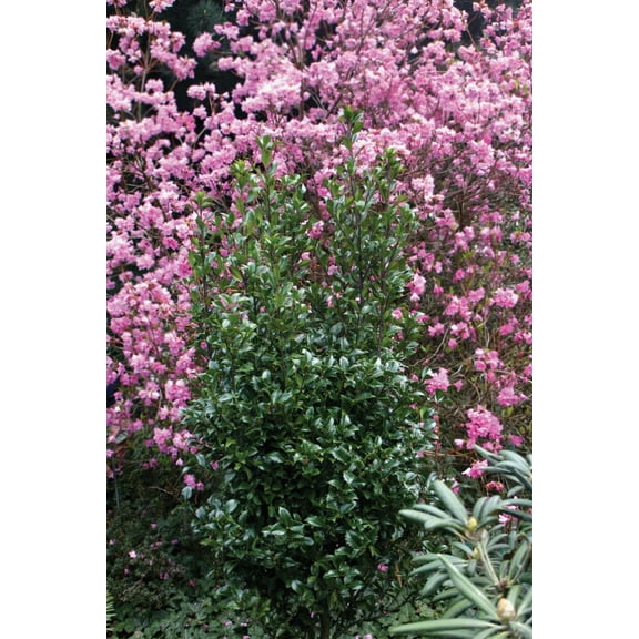 Castle Wall Meserve Hybrid Holly-Evergreen-Year-Round Privacy Screen  3 Gallon
