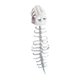 thumbnail image 1 of Dinosaurio Disfraz Esqueleto Accesorio de Diseño Realista de Decoración de Vertebral de Dinosaurio en Terciopelo Adecuado, 1 of 9