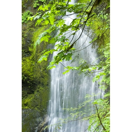 Marymere Falls Olympic National Park Canvas Art - Josh McCulloch Photography Design Pics (24 x 36)