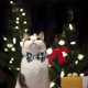 thumbnail image 4 of Collar navideño Apuakthei con pajarita y campanilla pequeña, adorable collar con luz, accesorios ajustables para mascotas, 4 of 5