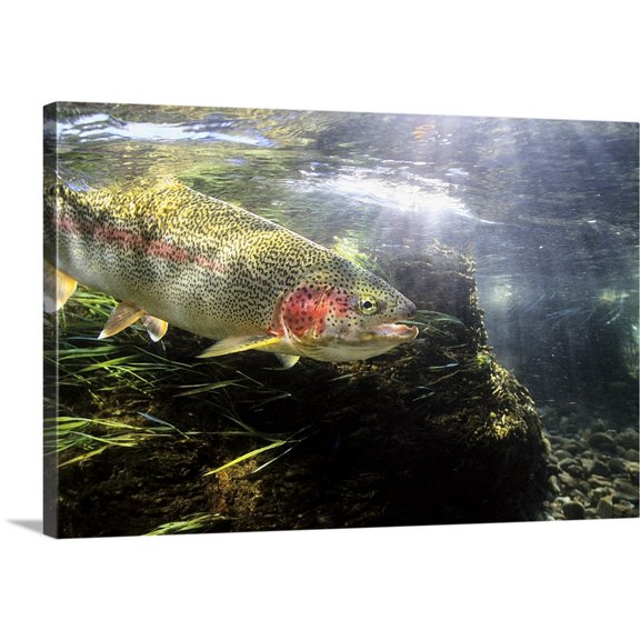Great BIG Canvas | "Rainbow Trout in the Kulik river, Katmai National Park , Southwestern Alaska, Summer" Canvas Wall Art - 30x20
