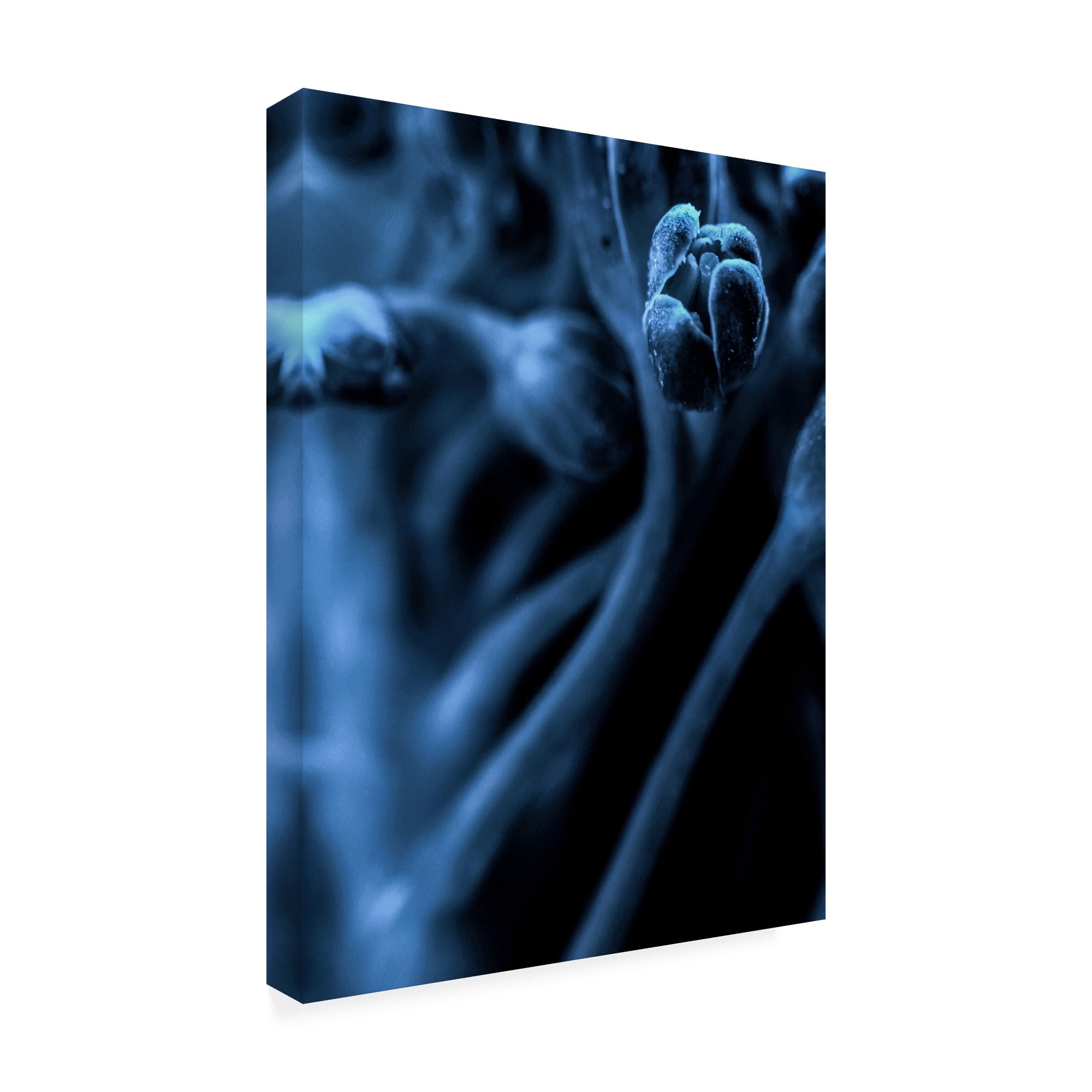 Trademark Fine Art 'Leaf VIII' Canvas Art by Incado