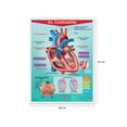 thumbnail image 2 of Póster El Corazón Educatodo B-0030-I, 2 of 2