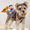 Mixed Color L, variant on Funny Cowboy Rider Pet Costume for Small and Medium Dogs and Cats - Perfect for Halloween and Costume Parties