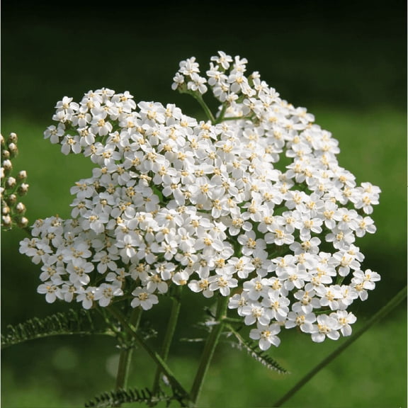 Western Yarrow Seed - 0.25 lb - Covers 1,000 Sq Ft