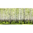 thumbnail image 2 of Anonymous 14x9 Gold Ornate Wood Framed with Double Matting Museum Art Print Titled - Birch forest in spring, 2 of 4