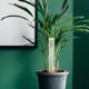 thumbnail image 4 of Estante para plantas de interior, miniherramientas, columna de enredadera trepadora de esfagno, soporte para tótem, plantas en maceta, 8 piezas, 4 of 6