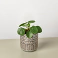 thumbnail image 4 of House Plant Shop 4" Pilea Peperomioides Chinese Money Live Plants in 4" Pots, 4 of 13