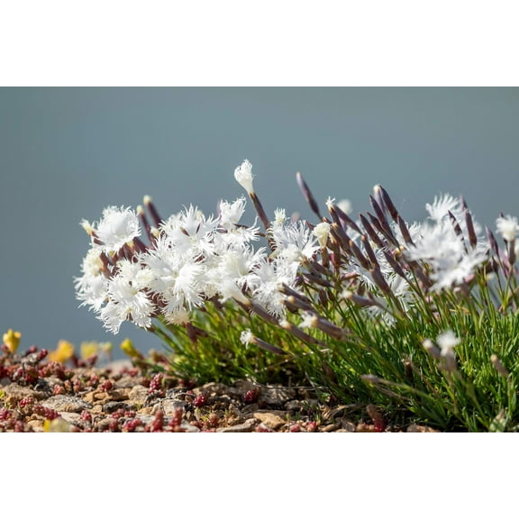 25 Dwarf LITTLE MAIDEN DIANTHUS Arenarius f. Nanus Fragrant White Flower Seeds