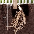 thumbnail image 2 of H-osta-Borders and Containers-Easy Grow-Low Maintenance-Ideal for Beds Borders, Plant Pots & Planters, 2 of 4
