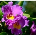 thumbnail image 4 of Cattleya Orchid Starter Plant Hawaiian  4 Pack #F4, 4 of 5