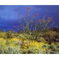 thumbnail image 2 of Talbot Frank, Christopher 17x15 Gold Ornate Wood Framed with Double Matting Museum Art Print Titled - CA, Anza-Borrego Ocotillo and Brittlebush, 2 of 4
